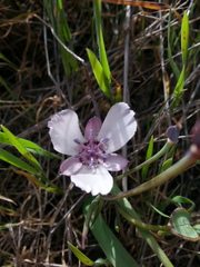 Calochortus umbellatus