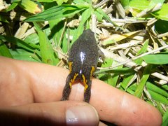 Elachistocleis cesarii