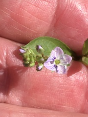 Veronica americana