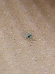 Thomisidae