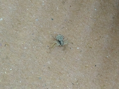 Thomisidae