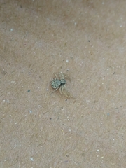Thomisidae