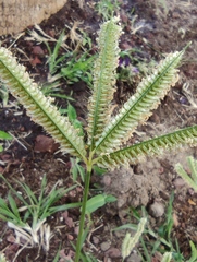 Dactyloctenium australe