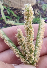 Dactyloctenium australe