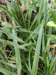 Dactyloctenium australe