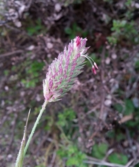 Phalaris californica