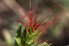 Acalypha angustata