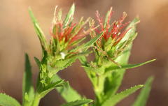 Acalypha angustata
