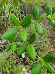 Guettarda krugii