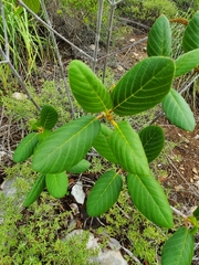 Guettarda krugii