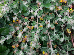 Acmispon heermannii orbicularis