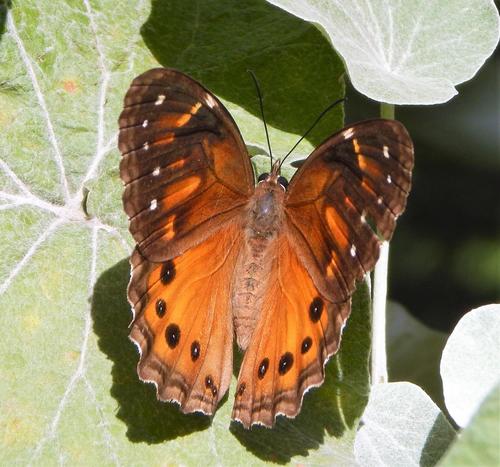 Subspecies Paralethe dendrophilus dendrophilus · iNaturalist