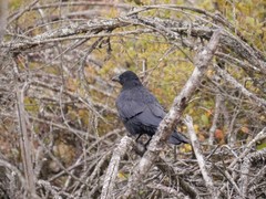 Corvus corone
