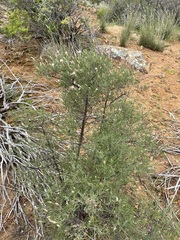 Pteronia leptospermoides