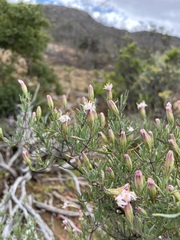 Pteronia leptospermoides