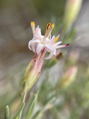 Pteronia leptospermoides