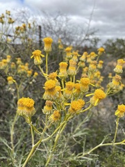 Senecio cinerascens