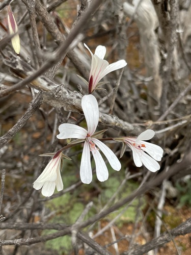 Pelargonium barklyi