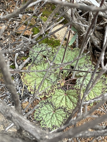 Pelargonium barklyi, photograph 2