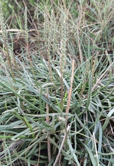 Plantago crassifolia