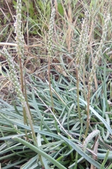 Plantago crassifolia