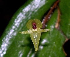 Pleurothallis scurrula