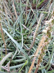 Plantago crassifolia