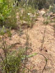 Silene aethiopica