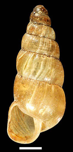Balea heydeni