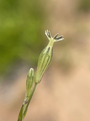 Silene aethiopica