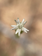 Silene aethiopica