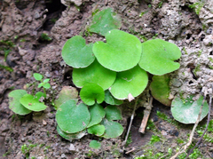 Mickelopteris cordata