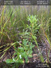 Banksia quercifolia