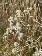 Eryngium aquaticum