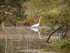Ardea alba