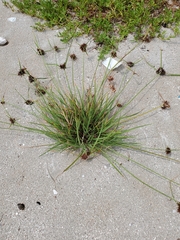 Cyperus planifolius