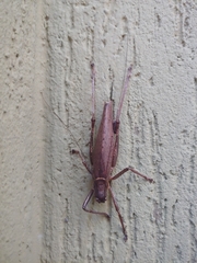 Meroncidius flavolimbatus