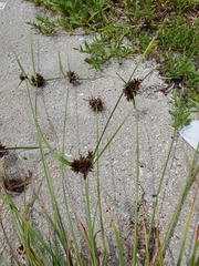 Cyperus planifolius