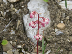 Pyrola grandiflora