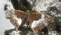 Cymothoe coranus coranus