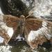 Cymothoe coranus coranus - Photo (c) magdastlucia, some rights reserved (CC BY-NC), uploaded by magdastlucia