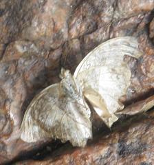 Cymothoe coranus coranus