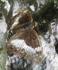 Cymothoe coranus coranus