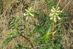 Astragalus praelongus