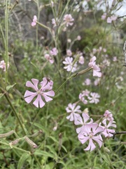 Silene undulata