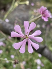 Silene undulata