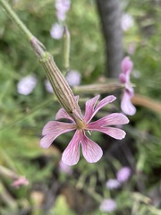 Silene undulata