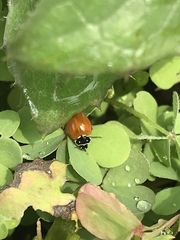 Cycloneda emarginata