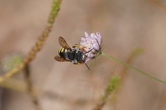 Trachusa