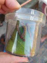 Oedemasia concinna